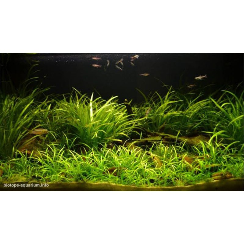Echinodorus xingu Tanaman Aquascape Pemula