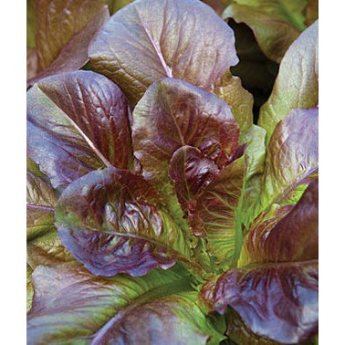 Benih-Bibit Selada Red Romaine Cimarron (Haira Seed)