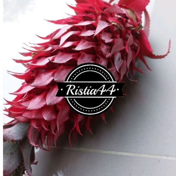

Jual nanas merah per 500 Gr