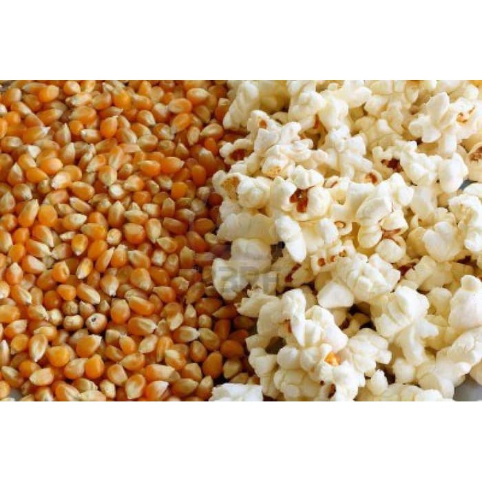 

Jagung Popcorn ~ kp1509