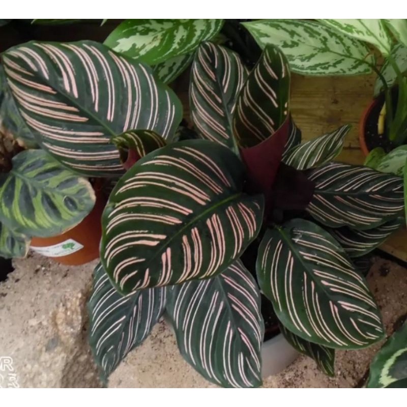 Tanaman hias calathea Ornata Pink Strip / calathea Ornata sanderiana