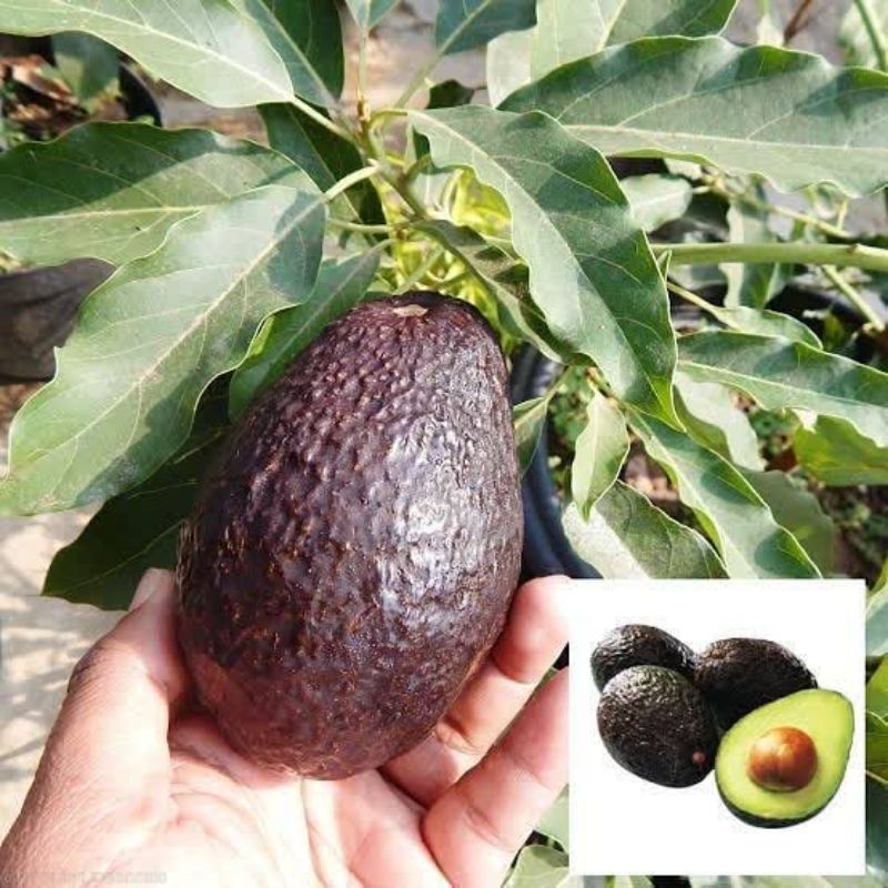bibit alpukat HASS asli hasil okulasi