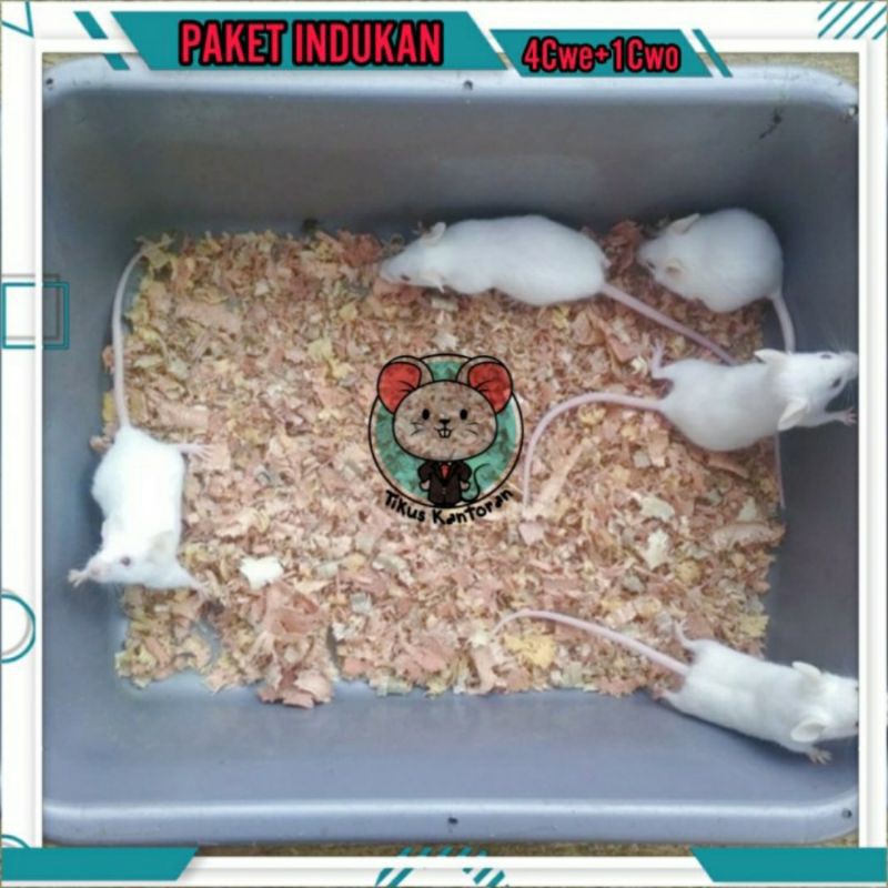 Paket Calon Indukan Mencit Tikus Putih (4 Betina 1 Jantan)