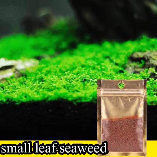 Tanaman air Aquascape Carpet seed Bibit Small leaf seaweed