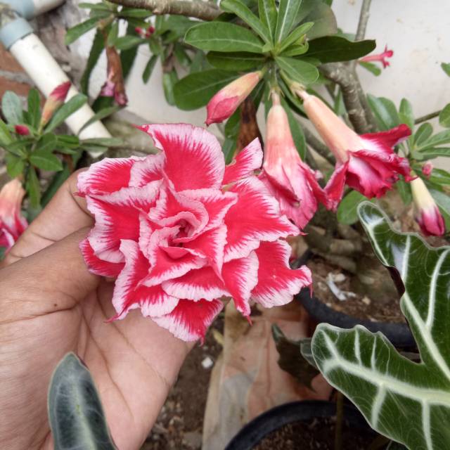 

Adenium tumpuk 1 paket isi 6 batang