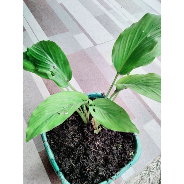 bibit kunyit hitam asli