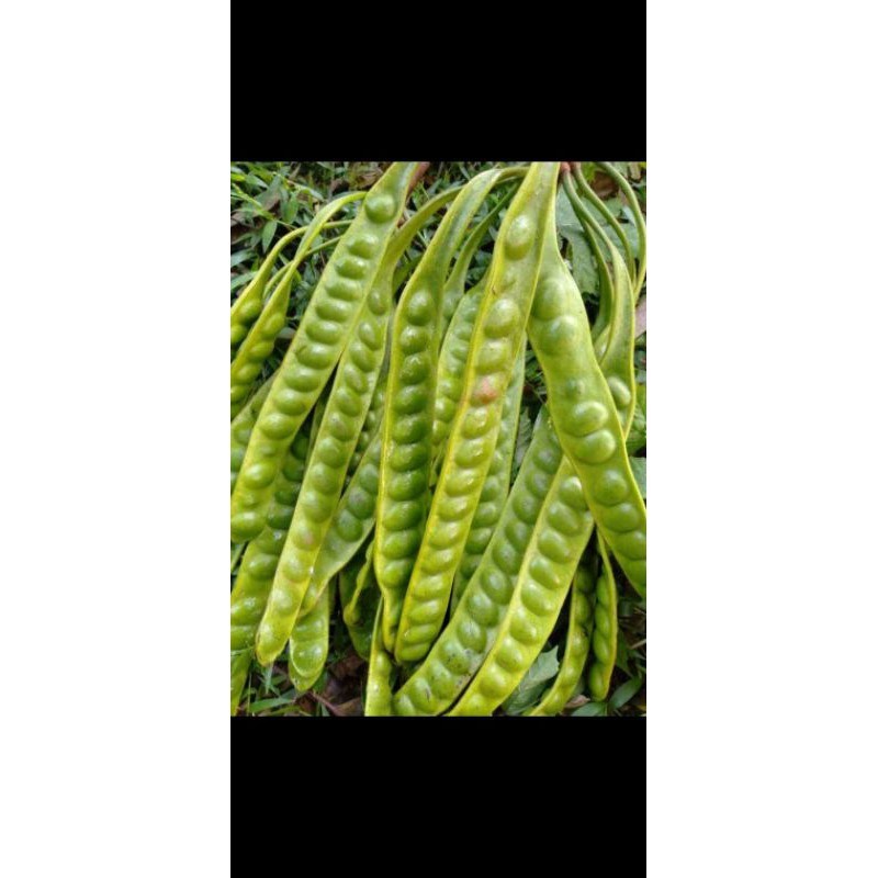 

pete super kelas 1 jaminan super