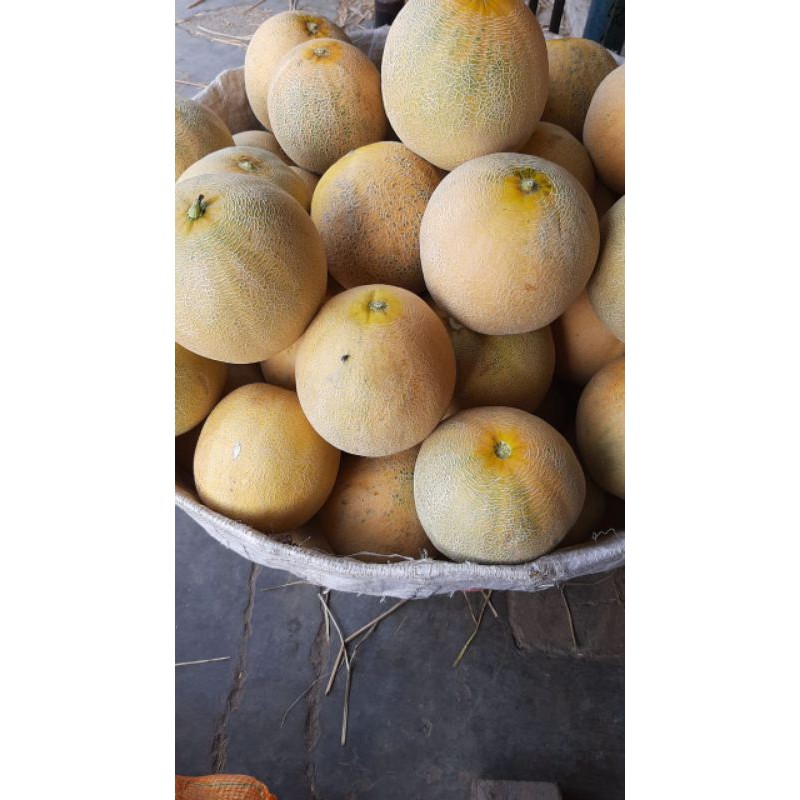 

melon manis 1kepala