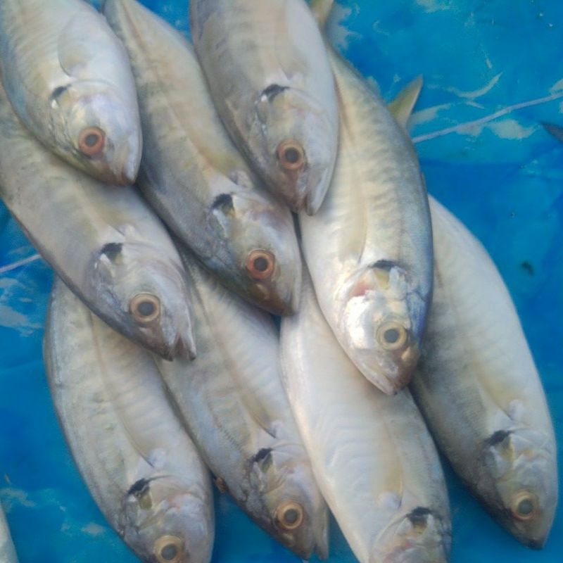 

kembung como