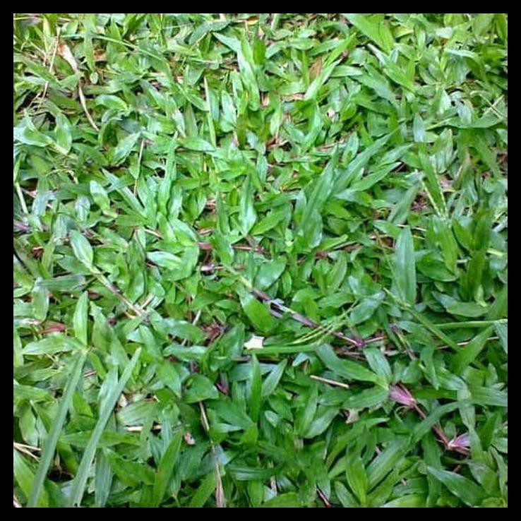 Biji Benih Rumput Gajah Biasa - Bibit Rumput Gajah