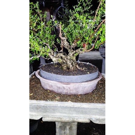 Bonsai-Santigi