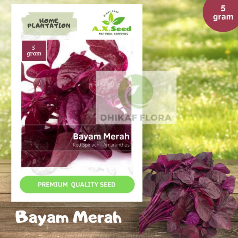 Benih Bibit Bayam Merah (AX Seed)