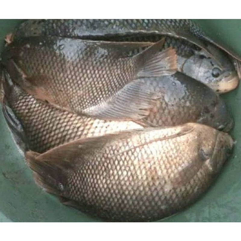 

IKAN GURAME 1KG