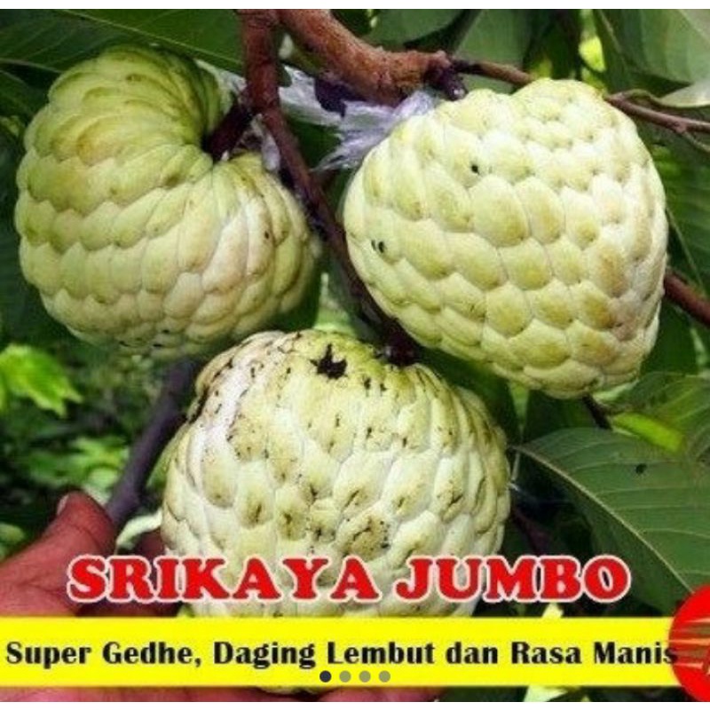 

Buah Srikaya Import Jumbo