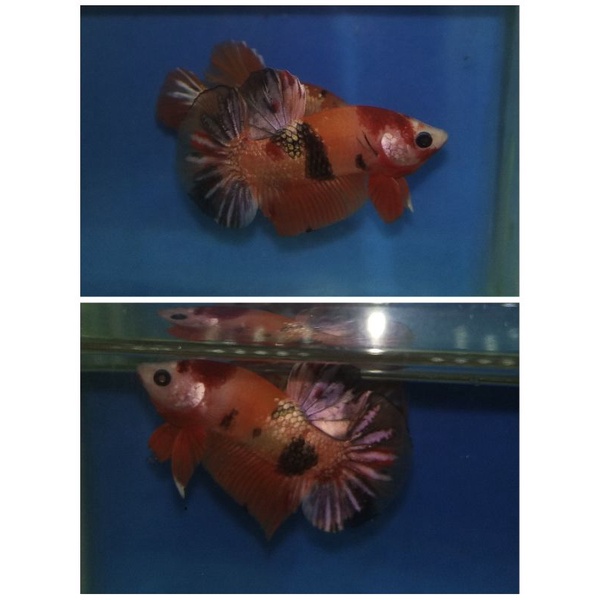 IKAN CUPANG NEMO COPPER GOLD