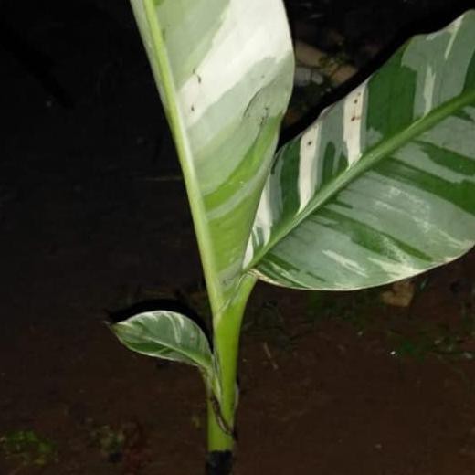 Pohon Pisang Varigata