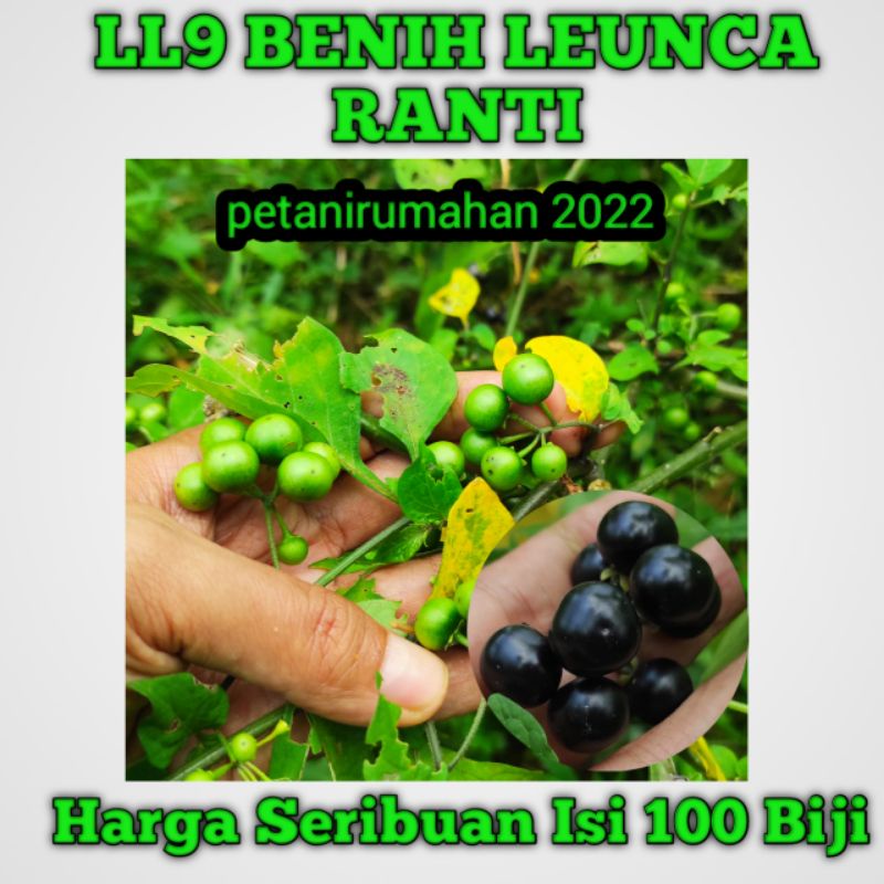 Biji Bibit Benih Tanaman Ranti Leunca 100 biji Seribu Rupiah Eceran murah