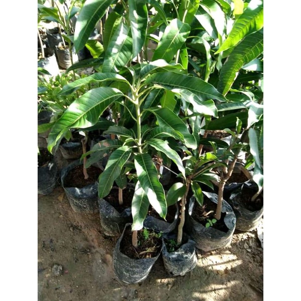 bibit mangga mahatir okulasi