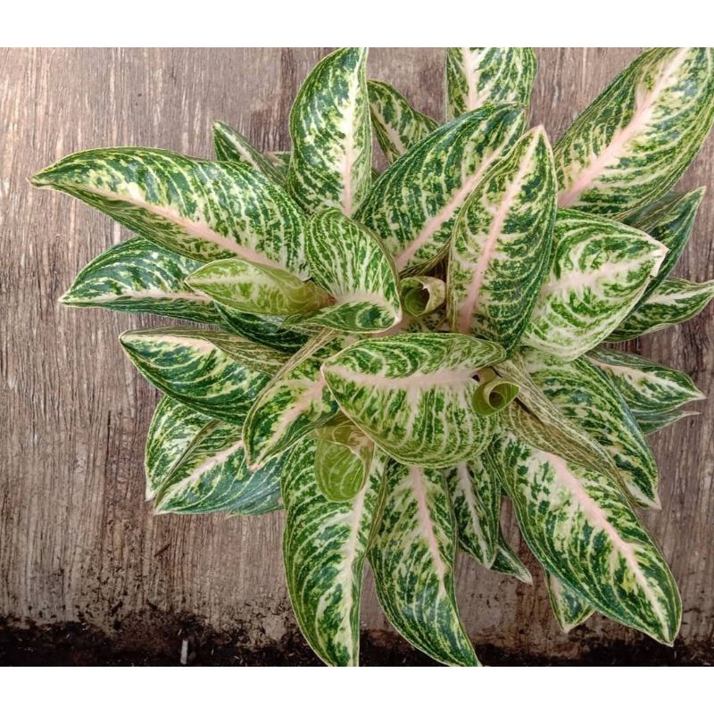 TANAMAN HIAS AGLONEMA WIDURI PUTIH // WIDURI WHITE