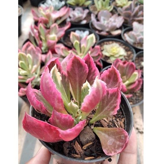 SUCULENT EUPHORBIA MONADENIUM tanaman hias kaktus sekulen free pot+metan