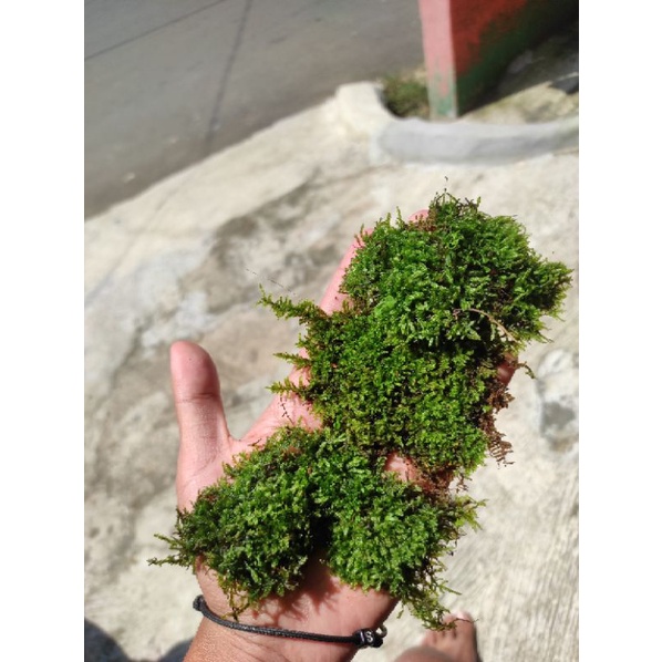 moss weping/Java clump perkilo