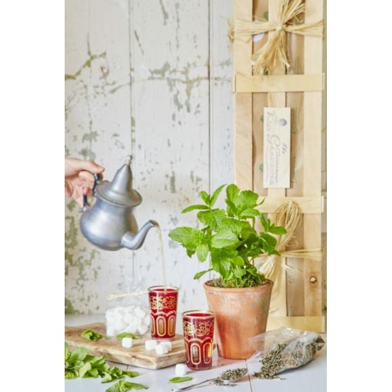 TANAMAN DAUN MINT (PEPPERMINT) - BIBIT TANAMAN HIAS OBAT HERBAL SELLER TERBAIK