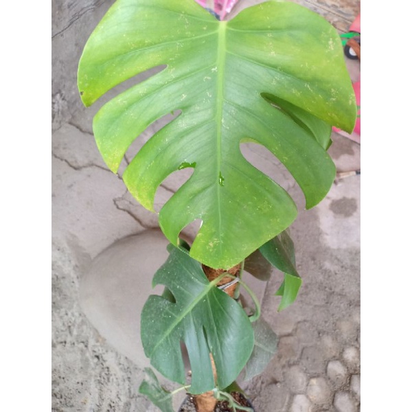 tanaman monstera delisiosa