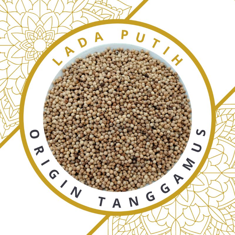 LADA PUTIH / MERICA ASLI LAMPUNG
