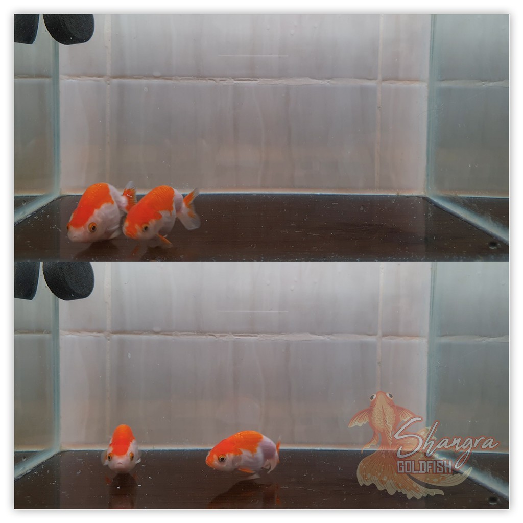 Ikan Mas Koki Ranchu - Red White - Kembar - 001