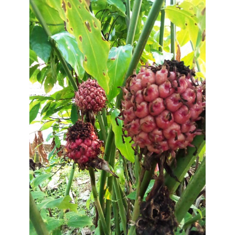 

Buah Honje Tua bahan bumbu masakan dan rujak