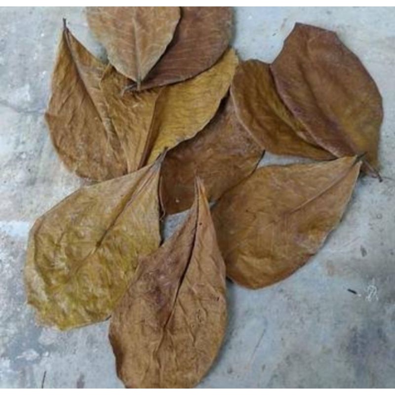 

Daun Ketapang / catappa leaves