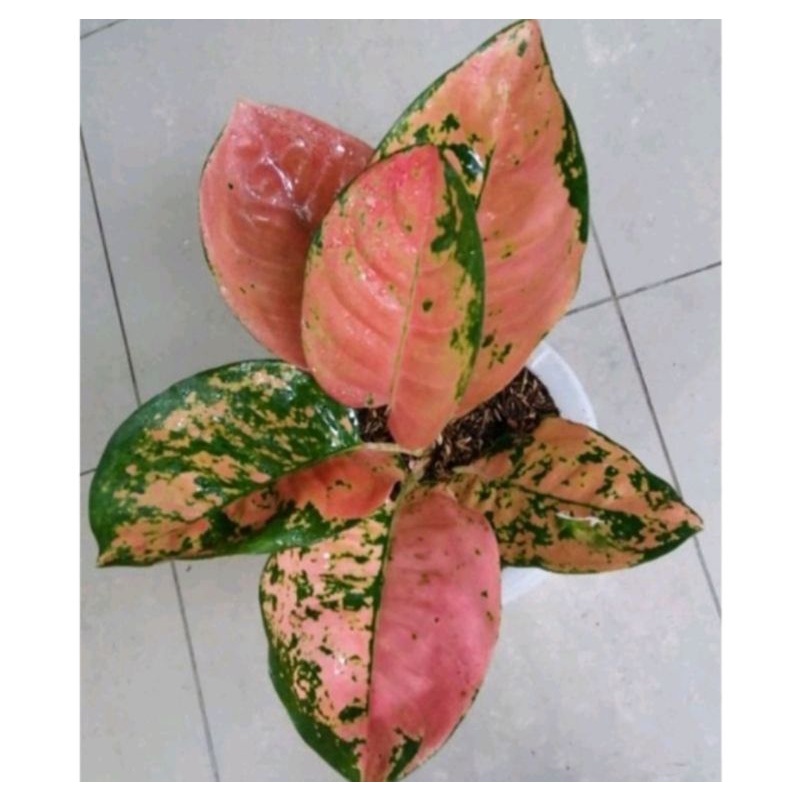 bibit bonggol aglonema kochin ebony