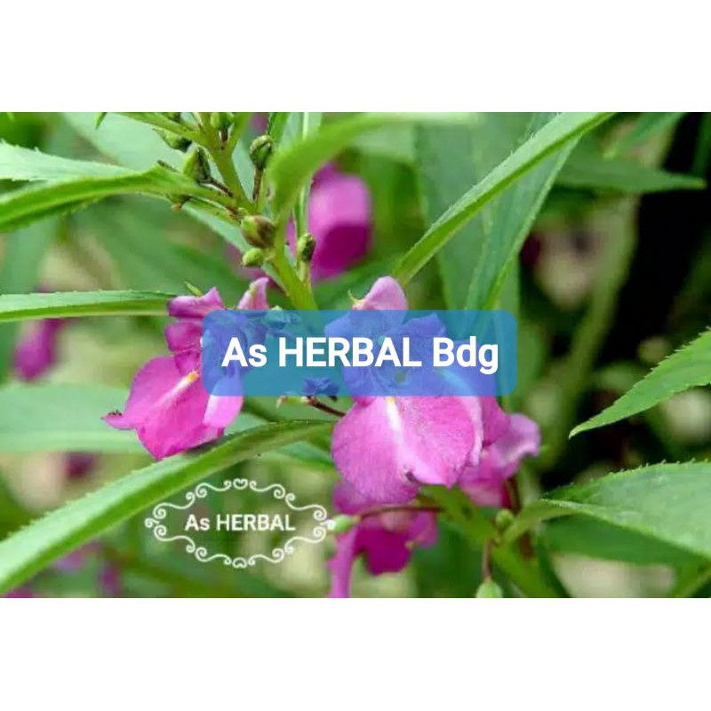 

Daun Pacar Air Segar 500 gram petik langsung-az