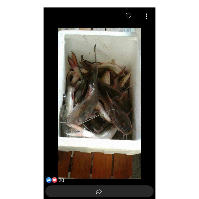 

ikan baung segar