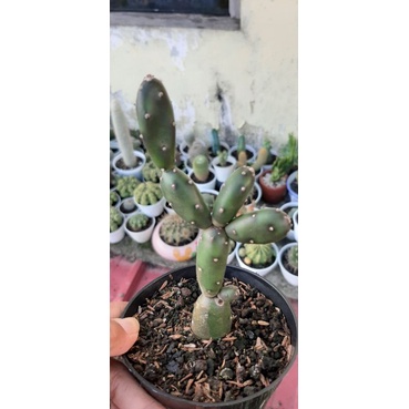 Opuntia Canterae (kaktus bulat/ kaktus sosis)