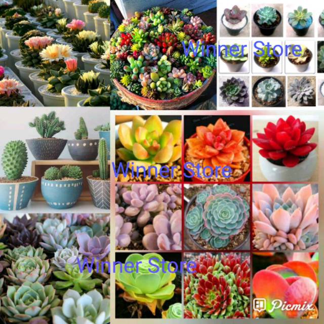 Bibit Benih Kaktus Mix (5 Butir)