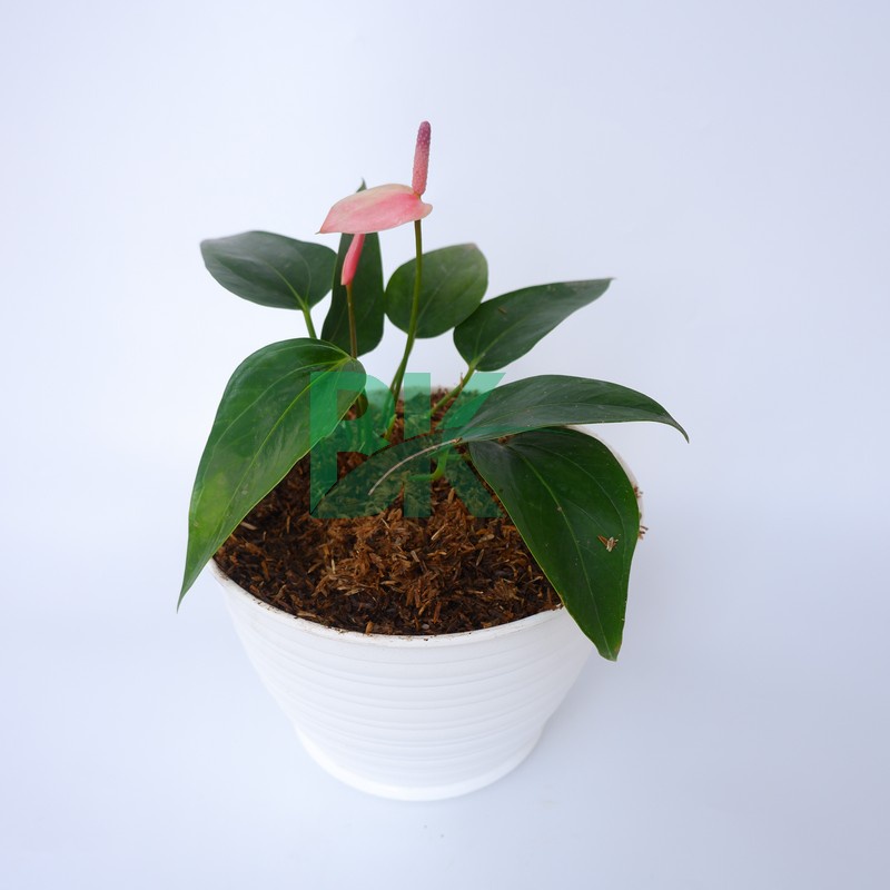 Tanaman hias anthurium mickey mouse Anturium Mini pink anthurium micky mini pink bunga indoor - BAKUL KEMBANG