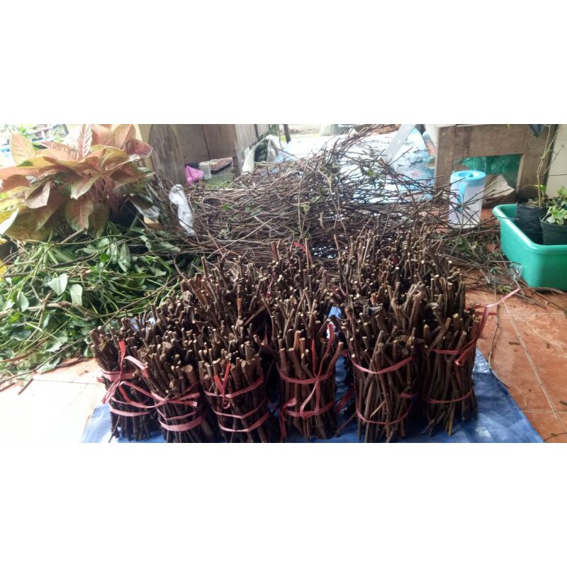 cutting anggur isabella