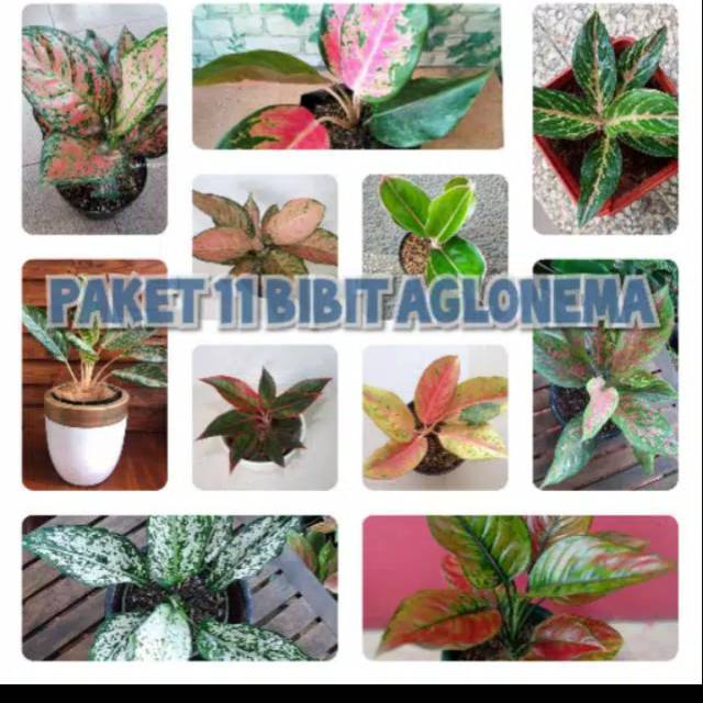 Paketan Tanaman murah anglonema . Aglonema