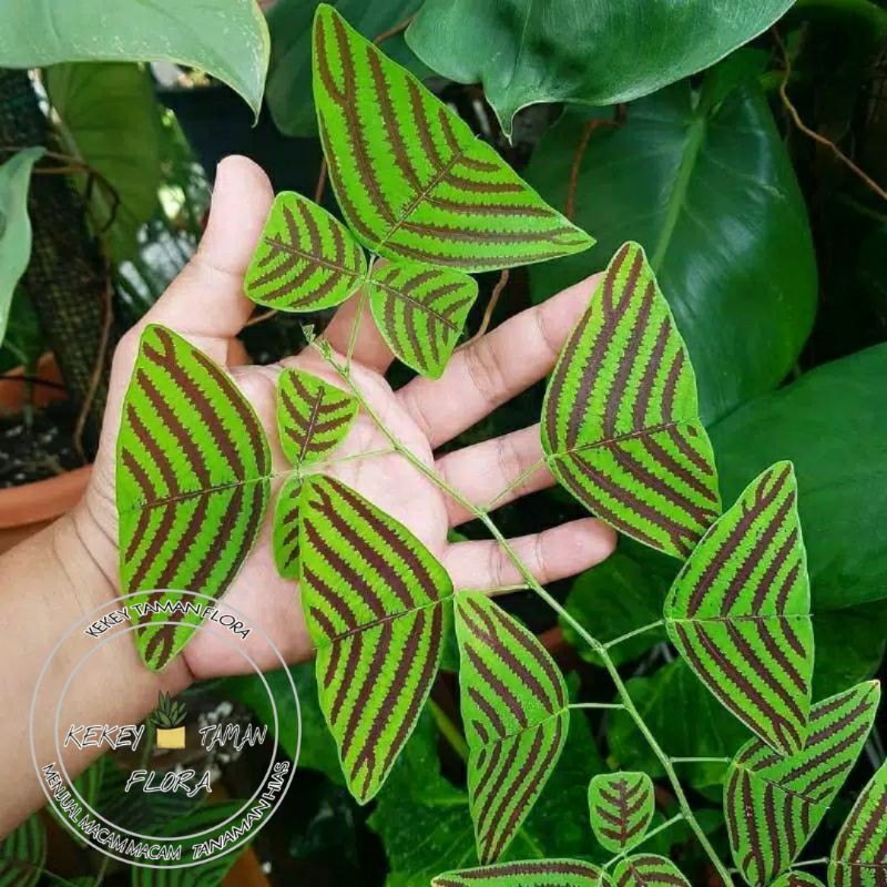 Tanaman Hias Oxalis Hijau-Bunga Kupu Kupu Hijau