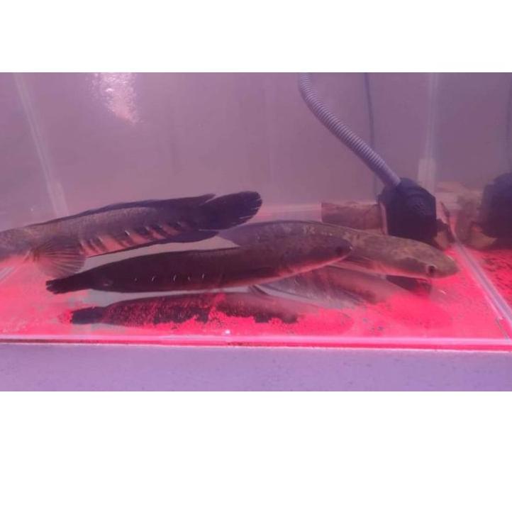 (ikpj-39) Ikan Channa Ys 21-24cm 17-19cm 14-16cm Channa yellow santarum 920CLE