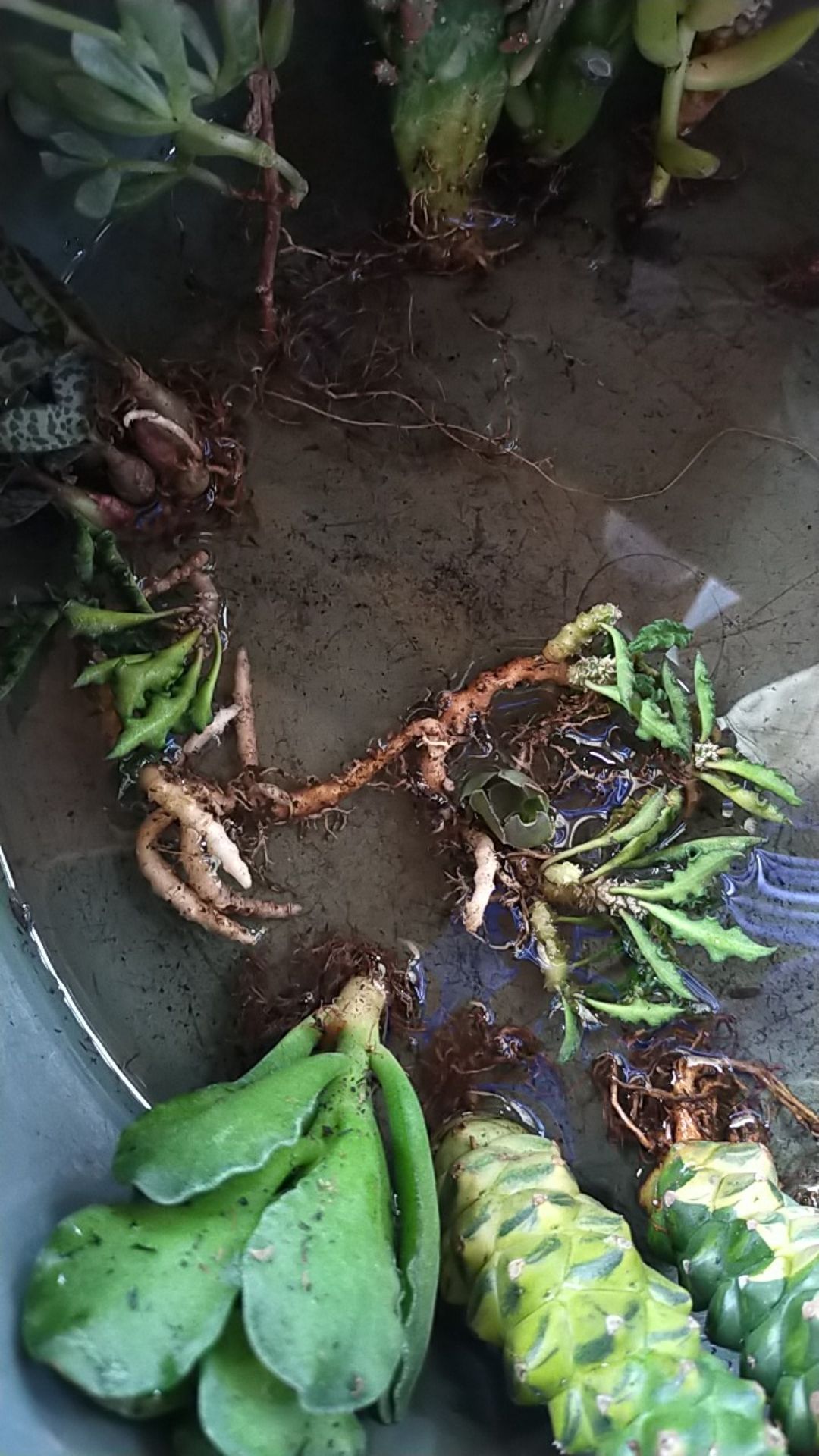 Tanaman Kaktus Dan Sekulen Euforbhia Decaryii