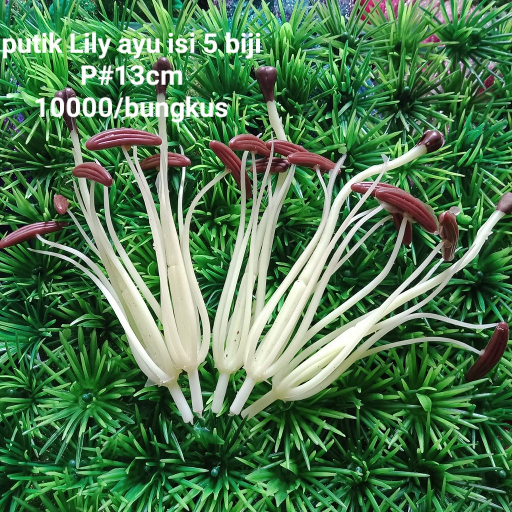 

Putik lili Kepala coklat Ayu