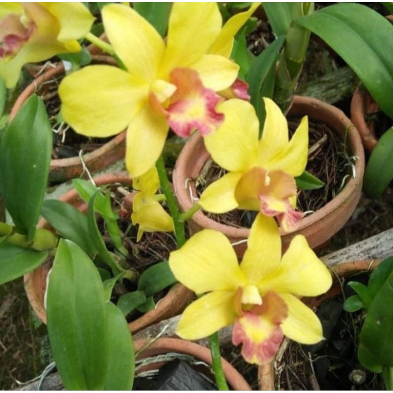 Anggrek Dendrobium Moon Gold Dewasa Pohon Anggrek Dendrobium Bunga Kuning Spike