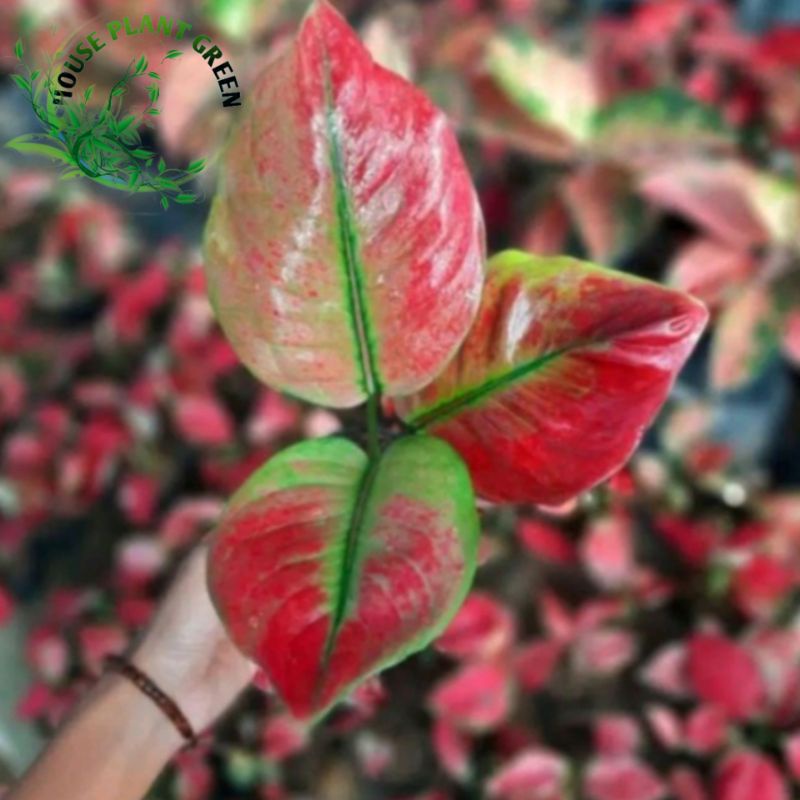 Tanaman hias aglonema Ayunindi//baby aglonema Ayunindi