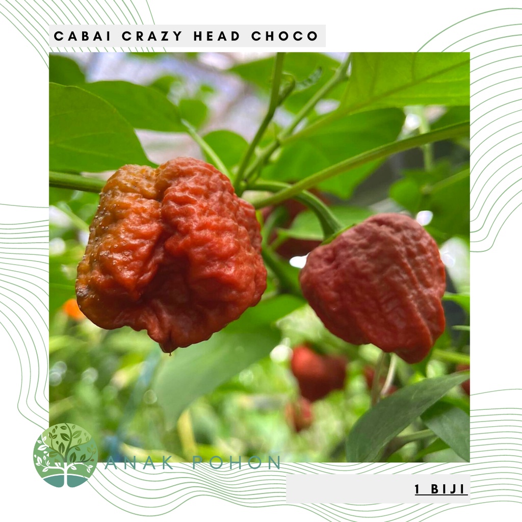 Benih Bibit Biji - Cabai Crazy Head Choco Cabe Super Pedas Pepper Seeds