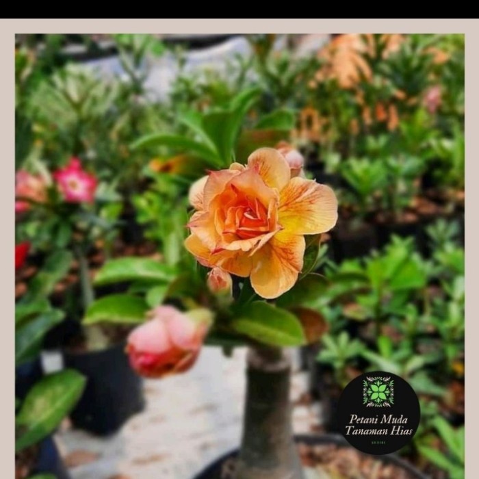 Adenium Bunga Tumpuk Hasil Grafting Sendiri Warna Kuning TERBru