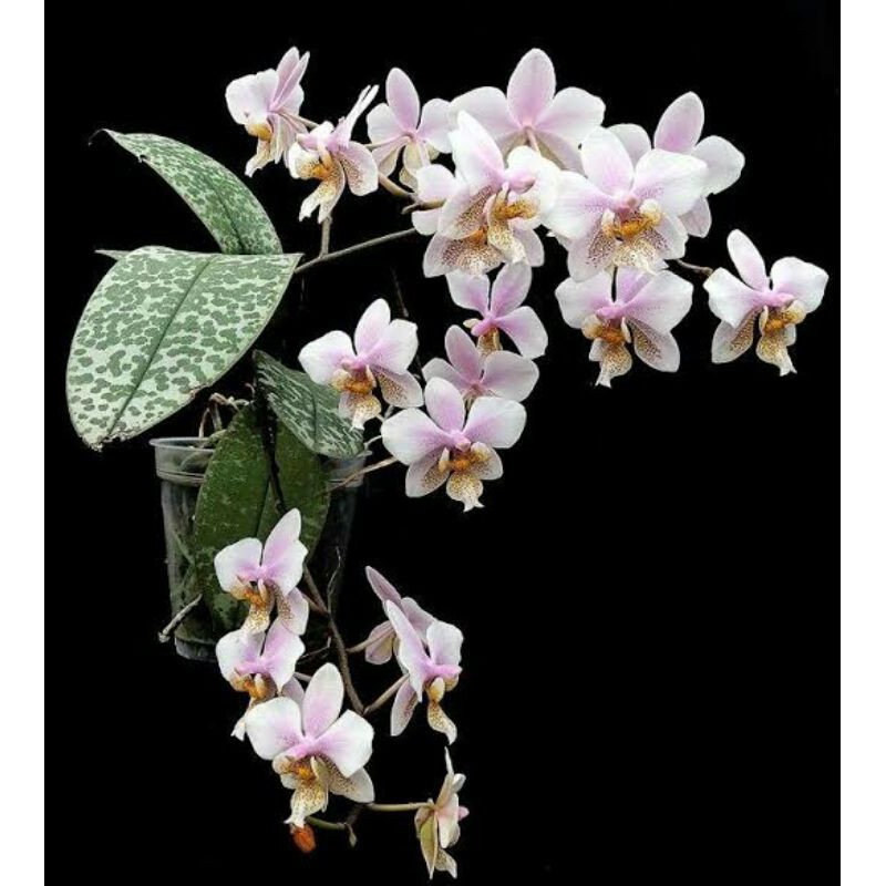 Anggrek Phalaenopsis Schilleriana