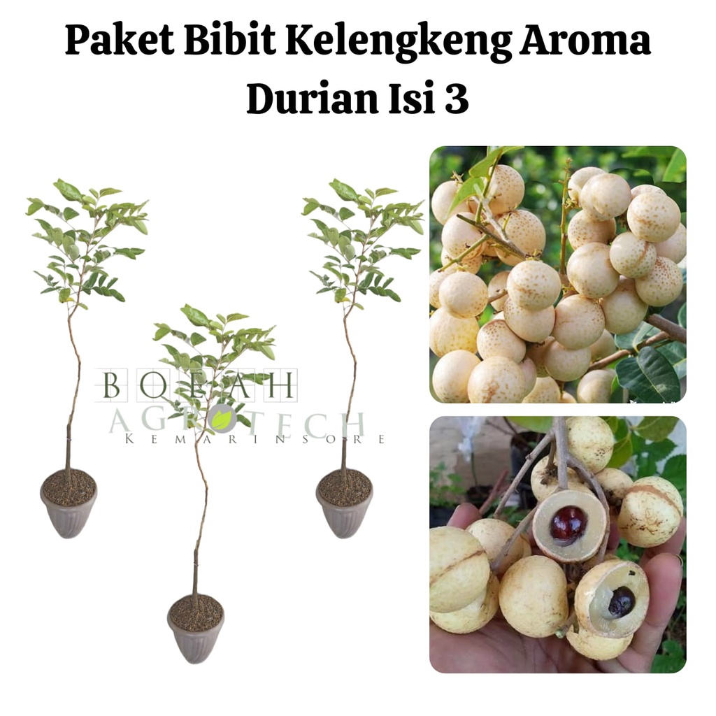 Paket Hemat Bibit Kelengkeng Aroma Durian Okulasi Isi 3 Bonus Bibit Strawberry+Polibag