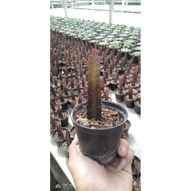 

trigona merah